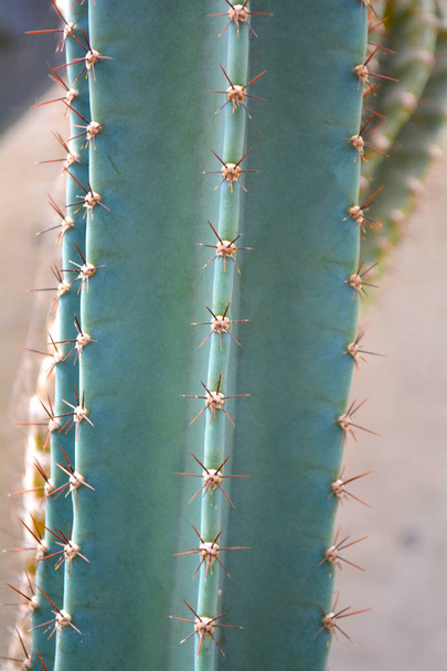Cactus plant as a close up green color background with copy space to place your text. Top view and side shot on succulent ornamental plant. - Fotoğraf, Görsel