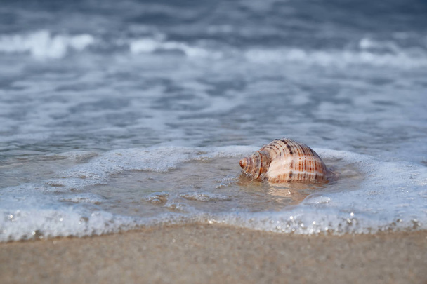 Shell on sand at sea shore. Summertime - Φωτογραφία, εικόνα