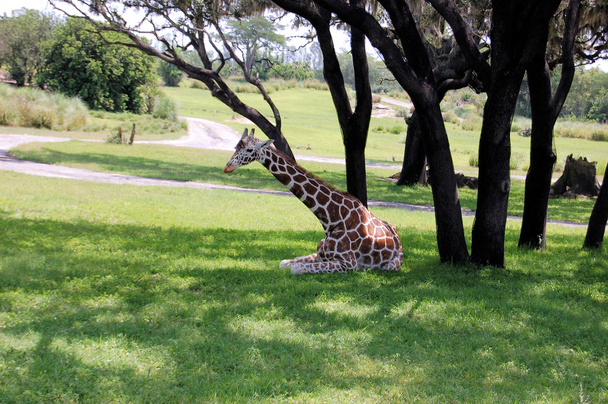 La jirafa descansa a la sombra
 - Foto, Imagen