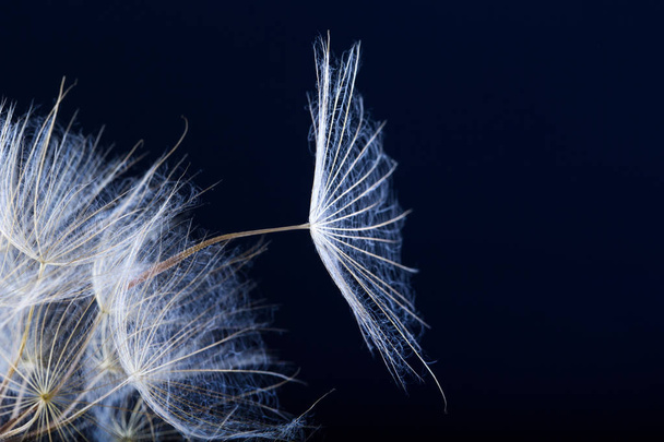 Dandelion seed  isolated on a black background - Zdjęcie, obraz