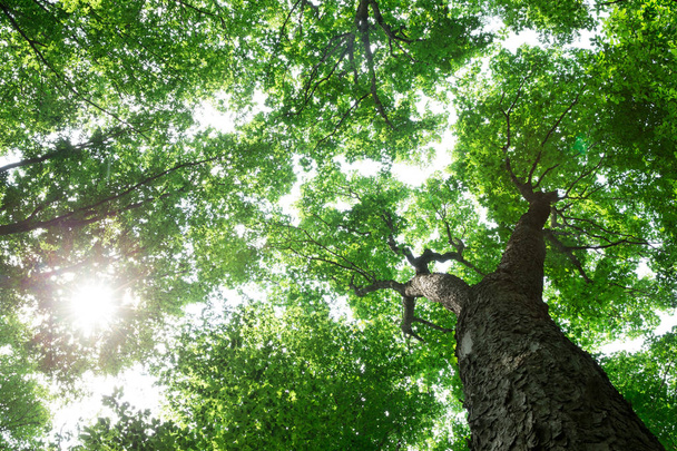 forest trees. nature green wood sunlight backgrounds - Foto, Bild