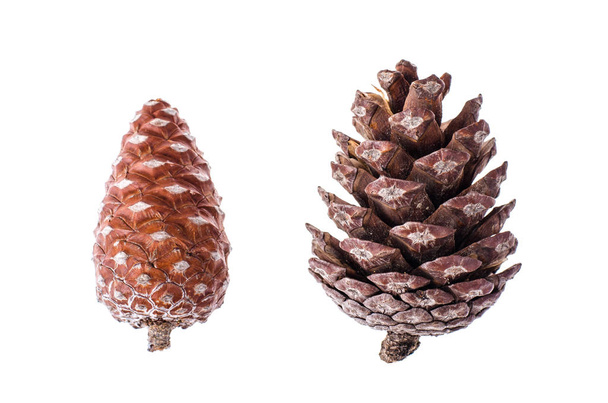 Muchos conos de pino seco natural de color marrón sobre fondo blanco
 - Foto, imagen