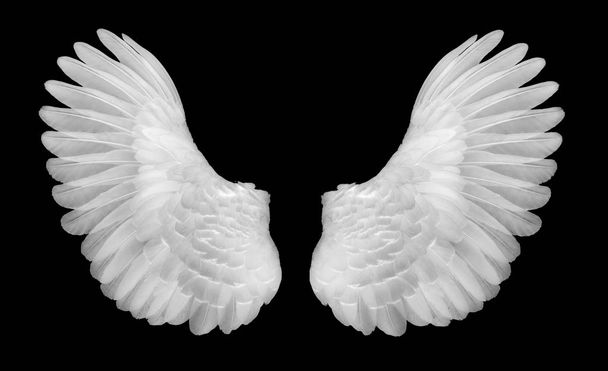 ailes blanches sur fond noir noir
 - Photo, image
