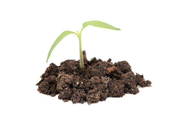 Одно растение молодые саженцы в земле на белом фоне
 - Фото, изображение