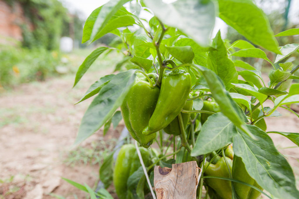 frischer grüner Bio-Paprika, der im Garten wächst, angebautes Non-Gmo-Gemüse  - Foto, Bild