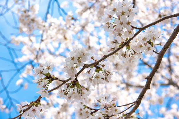 Hermosa flor de cerezo sakura en primavera sobre el cielo azul. - Foto, Imagen