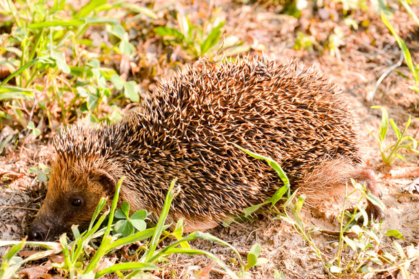 Photo  Picture of an European Hedgehog Mammal Animal - Photo, Image
