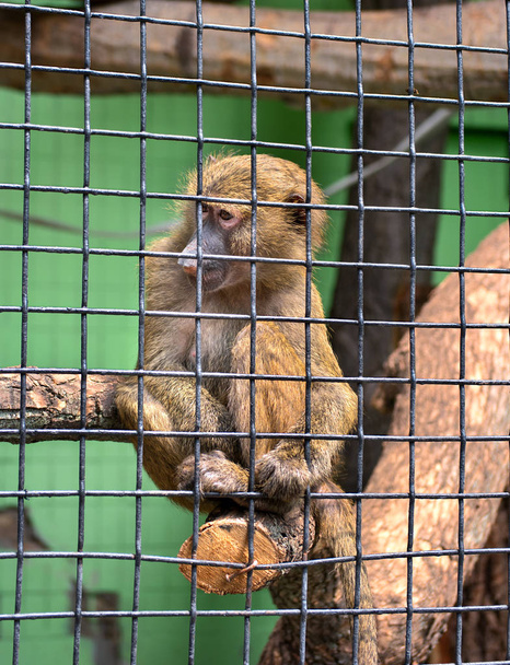Groene aap Chlorocebus sabaeus op een tak in een kooi in dierentuin - Foto, afbeelding