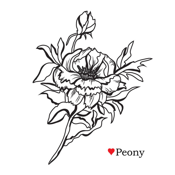Decorative  peony flowers, design elements. Can be used for cards, invitations, banners, posters, print design. Floral background in line art style - Vector, Image