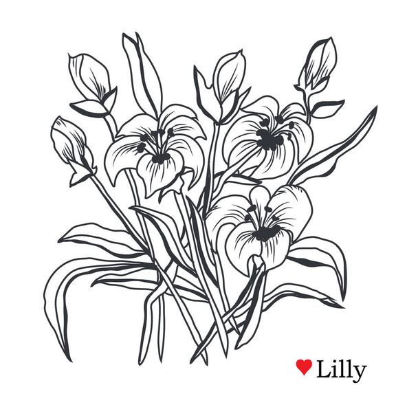 Decorative lily  flowers, design elements. Can be used for cards, invitations, banners, posters, print design. Floral background in line art style - Vetor, Imagem