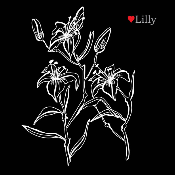 Decorative lily  flowers, design elements. Can be used for cards, invitations, banners, posters, print design. Floral background in line art style - Vektör, Görsel