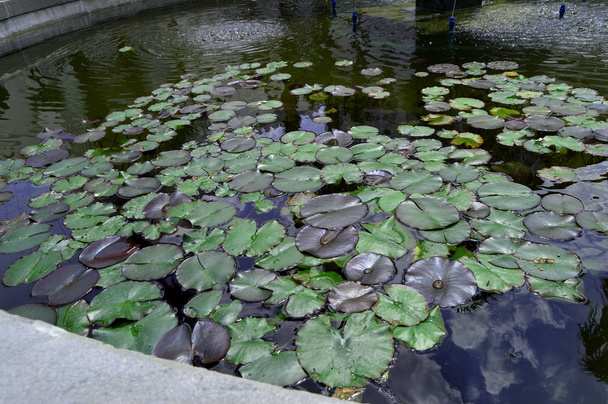 Hermoso estanque con agua Lily planta, fondo
 - Foto, Imagen