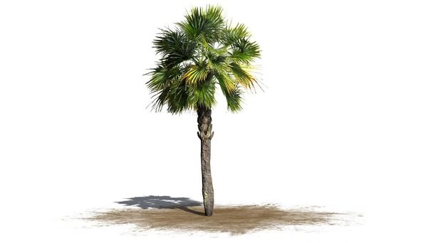 Single Palmetto palm tree - isolated on white background - Photo, Image
