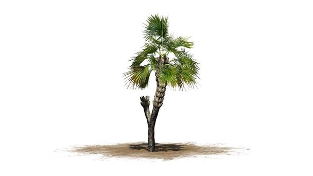 Palmeira Palmetto único - isolado em fundo branco
 - Foto, Imagem