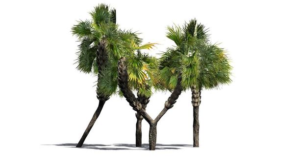 Useita erilaisia Palmetto palmuja - eristetty valkoisella taustalla
 - Valokuva, kuva