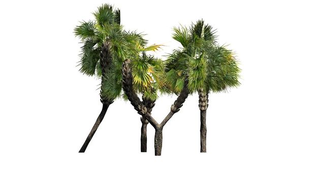 Beyaz arka plan üzerinde izole çeşitli çeşitli Palmetto palmiye ağaçları- - Fotoğraf, Görsel