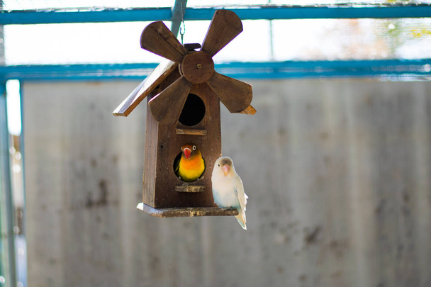 Dřevěná ptačí hnízdo, ptačí dům - Fotografie, Obrázek