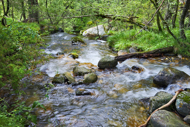 Rivière dans le Parc Naturel des Pyrénées
 - Photo, image