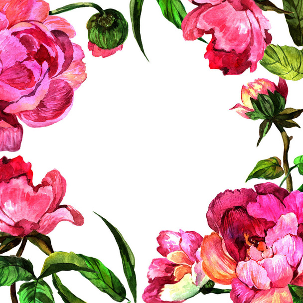 Akwarela, różowa piwonia kwiat. Botaniczny kwiat kwiatowy. Ramki granicznej ornament placu. Aquarelle wildflower za tło, tekstura, wzór otoki, ramki lub granicy. - Zdjęcie, obraz