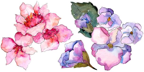 Pink and purple gardania. Floral botanical flower. Isolated illustration element. Aquarelle wildflower for background, texture, wrapper pattern, frame or border. - Fotoğraf, Görsel