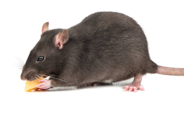 junge graue Ratte frisst Käse auf weißem Hintergrund - Foto, Bild