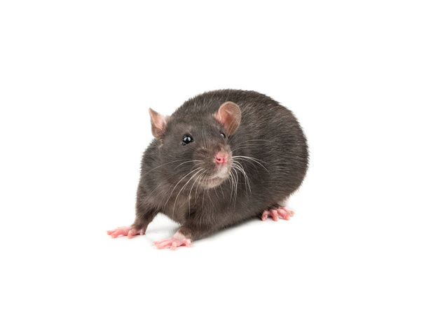niedliche graue Ratte isoliert auf weißem Hintergrund Nahaufnahme - Foto, Bild