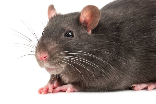 Glimlach voor een close-up van de grijze rat op witte achtergrond - Foto, afbeelding