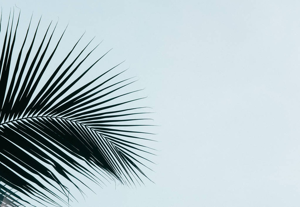 A palma deixa a silhueta contra o céu claro. minimalismo criativo. Espaço de cópia para texto
 - Foto, Imagem