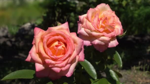krásné růžové růže v zahradě - Záběry, video