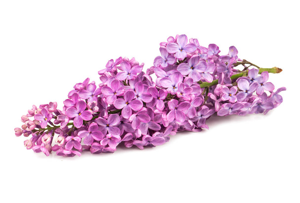 白い背景の美しい紫ライラック支店 - 写真・画像