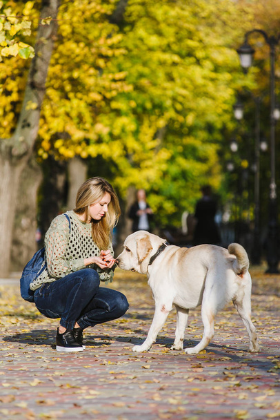 Piękna Młoda Blondynka jest spaceru w parku z jej labrador w parku jesienią. Kobieta przykucnął obok jej pies myśliwski. - Zdjęcie, obraz