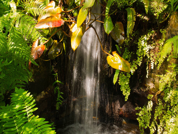 Джерело води зі світлими плямами від сонця і різних рослин, виглядає як маленький тропічний водоспад
 - Фото, зображення