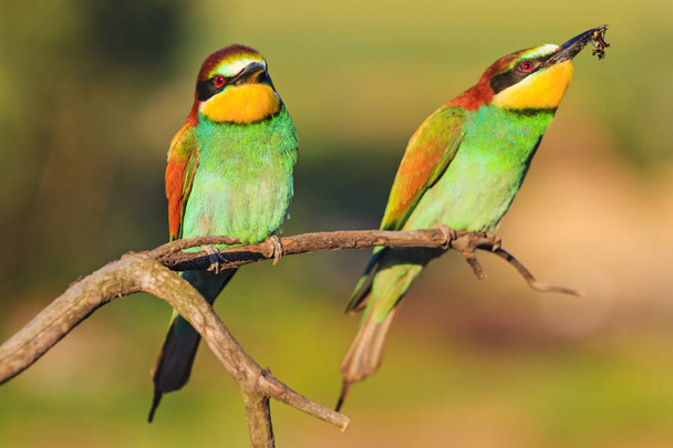 pair of bee-eater sitting on a branch - Photo, Image