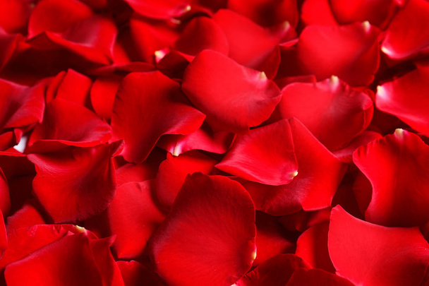 Beautiful red rose petals as background, closeup - Photo, Image