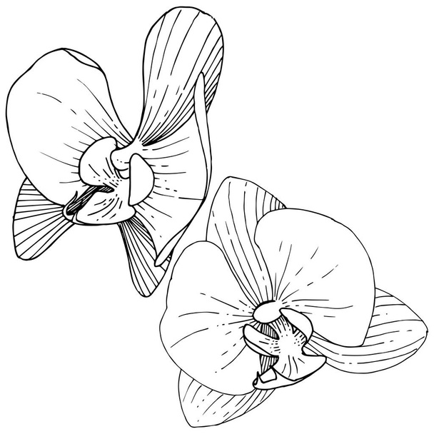 Ορχιδέα λουλούδι σε ένα στυλ διάνυσμα απομονωμένη. Πλήρης ονομασία του φυτού: ορχιδέα. Διάνυσμα λουλούδι για φόντο, υφή, μοτίβο περιτύλιγμα, πλαίσιο ή στα σύνορα. - Διάνυσμα, εικόνα