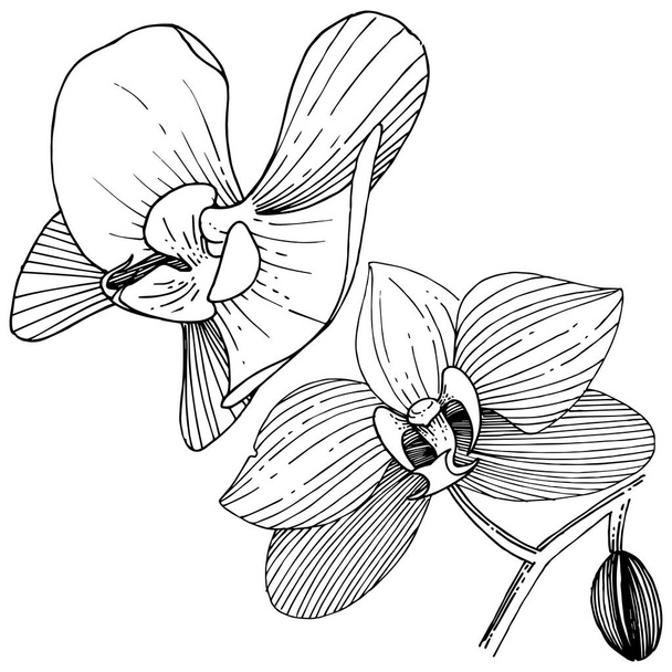 Orkidea kukka vektorin tyyliin eristetty. Laitoksen koko nimi: orkidea. Vektori kukka tausta, rakenne, kääre kuvio, runko tai reunus
. - Vektori, kuva