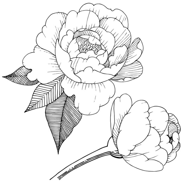 Півонія в векторному стилі ізольована. Повна назва рослини: півонія. Векторна квітка для тла, текстури, візерунка обгортки, рамки або рамки
. - Вектор, зображення