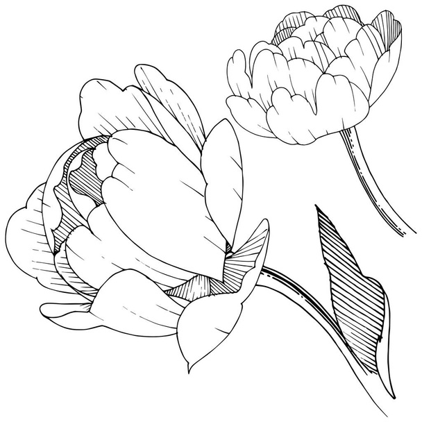 Pivoine dans un style vectoriel isolé. Nom complet de la plante : pivoine. Fleur vectorielle pour fond, texture, motif d'emballage, cadre ou bordure
. - Vecteur, image