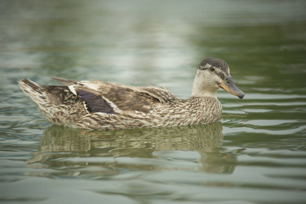 Beautiful ducks in their natural environment - Foto, Imagen