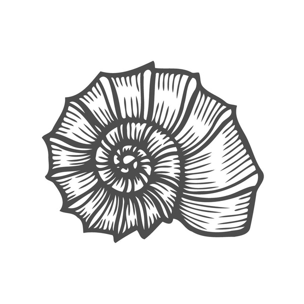 Sea shell Scallop. Black engraving vintage illustration. Isolated on white background - Vetor, Imagem