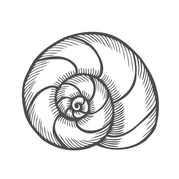 Sea shell Scallop. Black engraving vintage illustration. Isolated on white background - Vektör, Görsel
