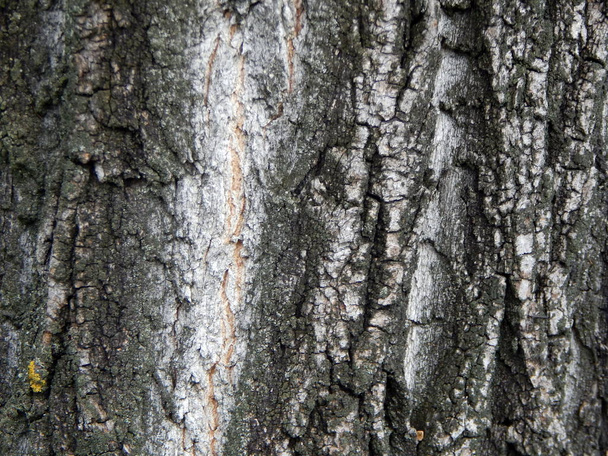Υφή του φλοιού του ένα παλιό δέντρο φρούτα - Φωτογραφία, εικόνα