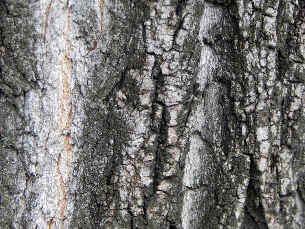 Eski bir meyve ağacının kabuğu dokusu - Fotoğraf, Görsel