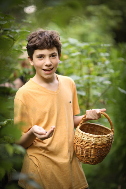 teenager boy harvesting black currant with basket - Photo, Image