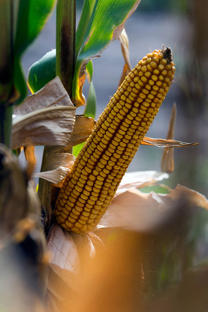 autumn is the time for harvest of hybrids of corn, mature cobs on the field - Fotografie, Obrázek