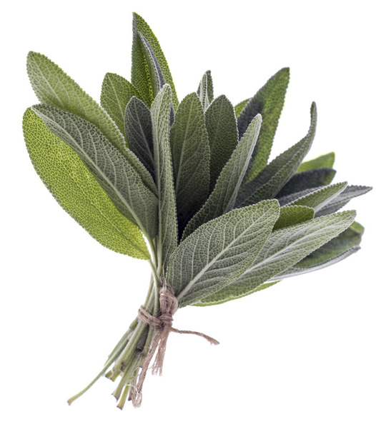 Bunch of sage fresh leaves on a white background - Photo, Image