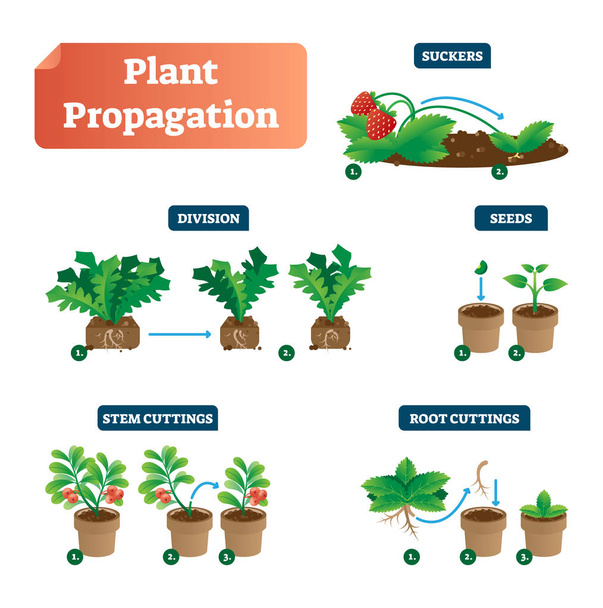 Plant propagation vector illustration diagram. Scheme with labels on suckers, division, seeds, stem and root cuttings. Biology, gardening and sprouts cultivation classic. - Vector, Image