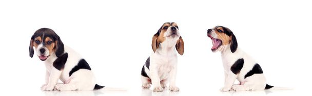 három gyönyörű beagle kölykök elszigetelt fehér background - Fotó, kép