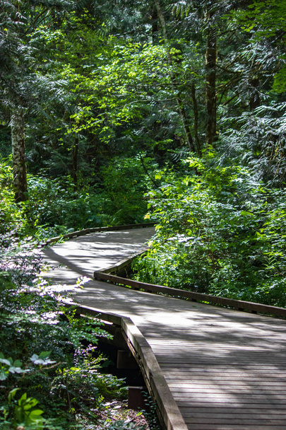dence green forest with boardwalk - Zdjęcie, obraz