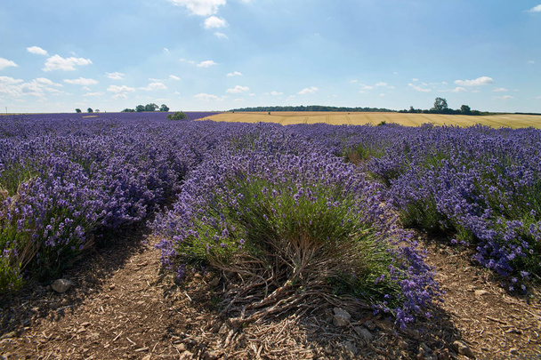 Blauwe Lavendel veld in Cotswolds. Zonnige dag met blauwe lucht. - Foto, afbeelding